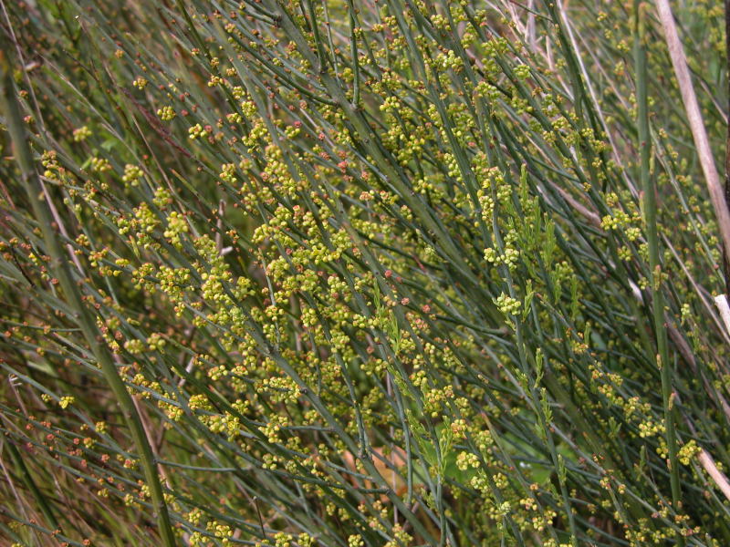 Osyris alba